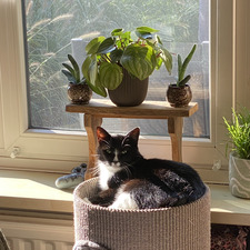 Luca