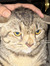 The Cat...