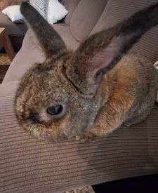 rocío
