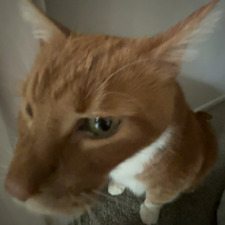 jesse