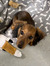 Sofie V...