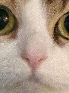 Dee