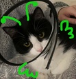 roro