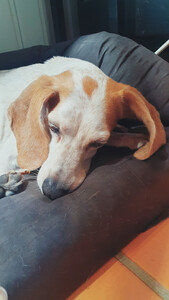 Mariona (⁠ㆁ⁠ω⁠ㆁ⁠)