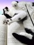 cats ha...