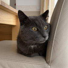 Raphie  ₍ᐢ•ﻌ•ᐢ₎