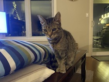 Izzy