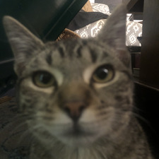 Guy Madison the third