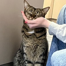 georgie