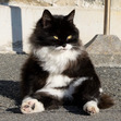jolie