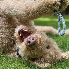 Alexandre Arseneault