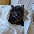 Luci
