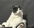 Nicholas