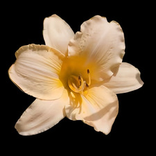 Aniela