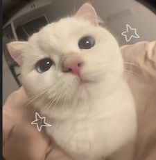 ⭒.˳⁺⁎˚ MAYAMAYA ⭒.˳⁺⁎˚