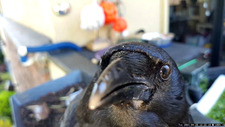 Corvid Flathers