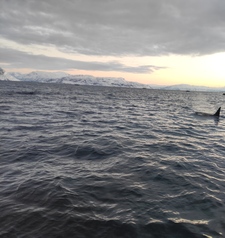 Orca