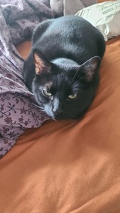 maggie