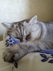noelia