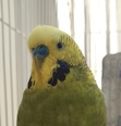 Daisy!!