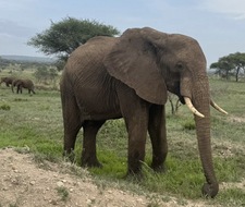 Ele