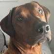 Ava