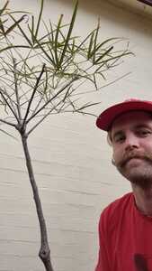 Will Cooper