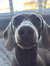 Daisy J...