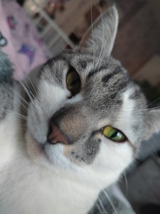 Alice