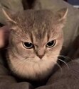 Lili
