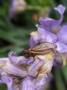 Jef & Jackie Oconnell