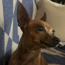 The Dog That Mogs You