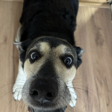 Nelsa