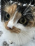 Daisy B...