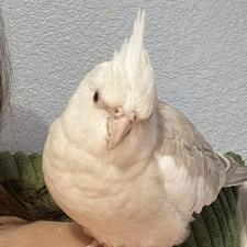 Sophia