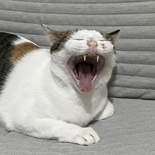 mimi