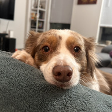 Willow