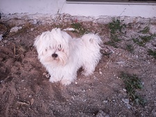 Ευάγγελος Παντελάκης
