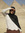 Malak