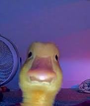 Quacktheduck 