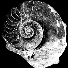Camila