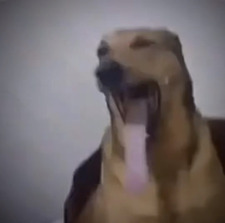 ✩ ༻ Amelia ༺ ✩