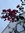 Surya Bronner