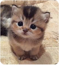 cat😽😽😻😻😻