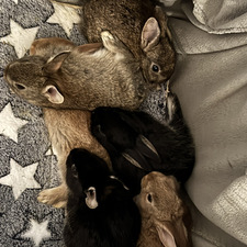 Nancy (Busy feeding 6 rescued baby bunnies)