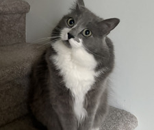 Ava