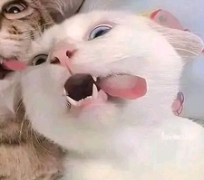berinha