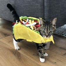 tacocat