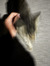 filip