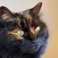 Gianfranco De Castro